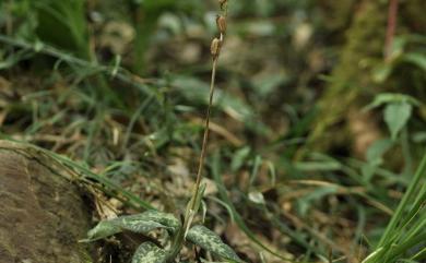 Goodyera daibuzanensis 大武斑葉蘭