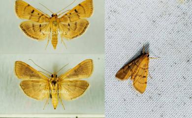 Omiodes indicatus (Fabricius, 1775) 豆嚙葉野螟