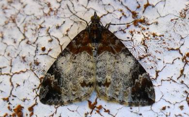 Dysstroma cinereata cinereata Moore, 1867 白雲波尺蛾
