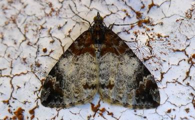 Dysstroma cinereata cinereata (Moore, 1868) 白雲波尺蛾