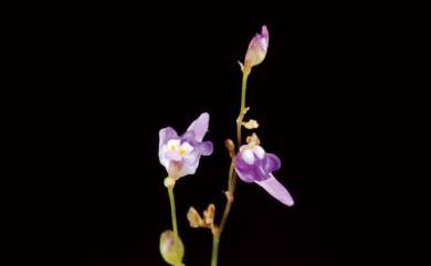 Utricularia minutissima 斜果挖耳草