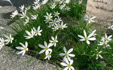 Zephyranthes candida 蔥蘭