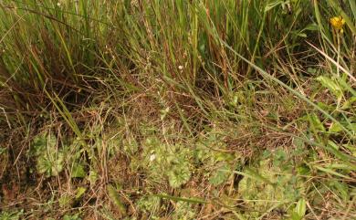 Drosera burmannii Vahl 金錢草