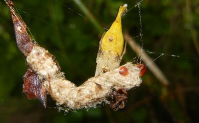 Arachnura melanura Simon, 1867 黑尾曳尾蛛