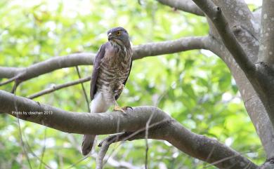 Accipiter trivirgatus formosae 鳳頭蒼鷹