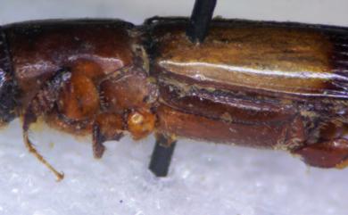 Crossotarsus simplex Murayama, 1925 亞東截尾長小蠹