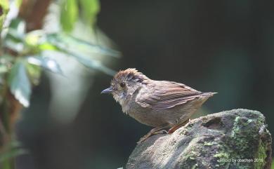 Schoeniparus brunneus brunneus (Gould, 1863) 頭烏線