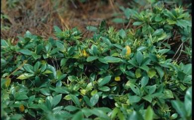 Gardenia jasminoides J.Ellis 山黃梔