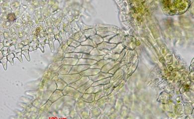 Cololejeunea spinosa (Horik.) Pandé & Misra 刺疣鱗蘚