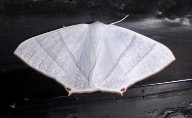 Ourapteryx caecata (Bastelberger, 1911) 白短尾尺蛾
