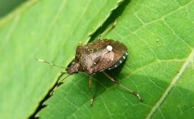 Tolumnia latipes (Dallas, 1851) 點椿象