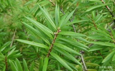 Keteleeria davidiana var. formosana 臺灣油杉