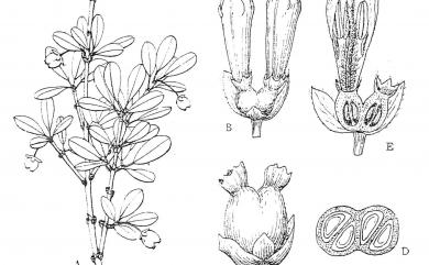 Lonicera kawakamii (Hayata) Masam. 川上氏忍冬