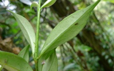 Aeschynanthus acuminatus Wall. ex A.DC. 長果藤