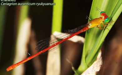 Ceriagrion auranticum ryukyuanum Asahina, 1967 紅腹細蟌