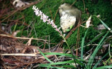 Liriope spicata Lour. 麥門冬