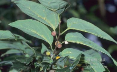 Celtis formosana 石朴