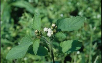 Ageratum conyzoides L. 藿香薊