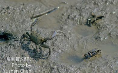 Macrophthalmus banzai Wada & Sakai, 1989 萬歲大眼蟹