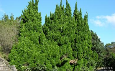 Juniperus chinensis fo. kaizuca NULL 龍柏