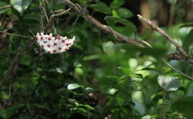 Hoya carnosa 毬蘭