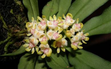 Gastrochilus somae 黃松蘭