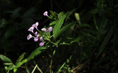 Peristrophe baphica 長花九頭獅子草