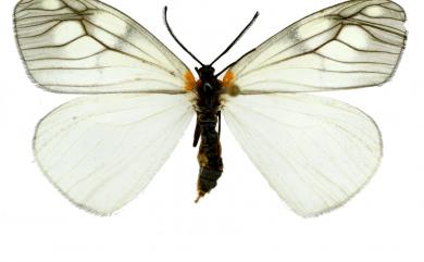 Agalope formosana Matsumura, 1927 蓬萊薄翅斑蛾