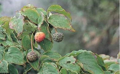 Cornus kousa subsp. chinensis (Osborn) Q.Y.Xiang 四照花