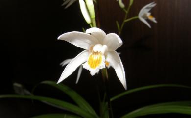 Bletilla formosana (Hayata) Schltr. 臺灣白及