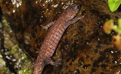 Hynobius arisanensis Maki, 1922 阿里山山椒魚