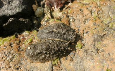 Onchidium verruculatum Cuvier, 1830 石磺