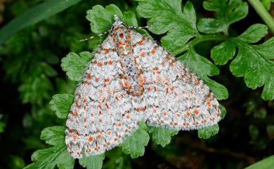 Trichopterigia sanguinipunctata sanguinipunctata (Warren, 1893) 美洱尺蛾