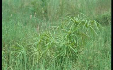 Cyperus alternifolius 光桿輪傘莎草