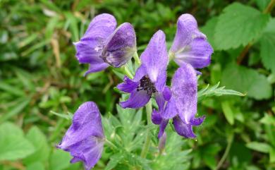 Aconitum fukutomei var. fukutomei 臺灣烏頭