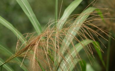 Miscanthus floridulus (Labill.) Warb. ex K.Schum. & Lauterb. 五節芒