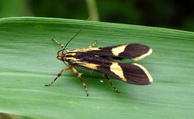 Formokamaga flavopicta Matsumura, 1931