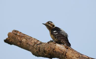 Dendrocopos canicapillus (Blyth, 1845) 小啄木