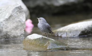 Phoenicurus fuliginosus affinis (Ogilvie-Grant, 1906) 鉛色水鶇(台灣亞種)