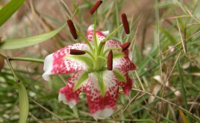 Lilium speciosum var. gloriosoides 豔紅鹿子百合