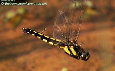 Orthetrum internum McLachlan 扶桑蜻蜓