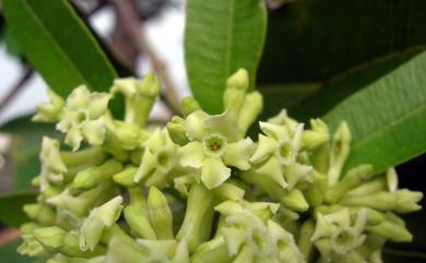 Alstonia scholaris (L.) R. Br. 黑板樹