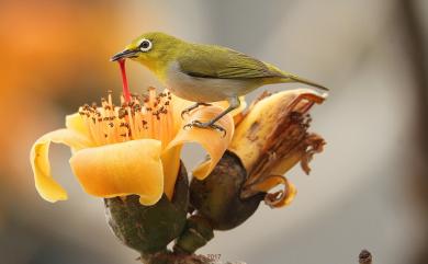 Zosterops japonicus Temminck & Schlegel, 1847 日菲繡眼