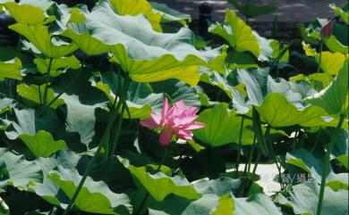 Nelumbo nucifera Gaertn. 蓮