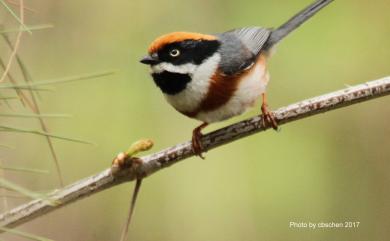 Aegithalos concinnus (Gould, 1855) 紅頭山雀