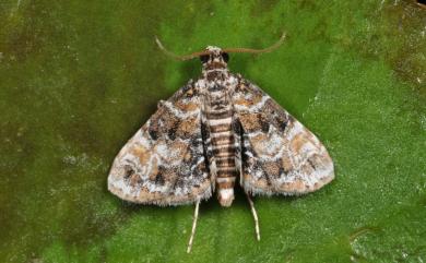 Elophila difflualis (Snellen, 1880)