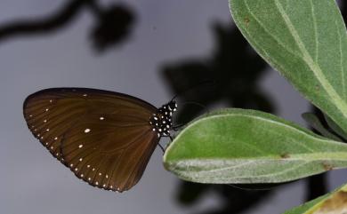 Euploea tulliolus koxinga Fruhstorfer, 1908 小紫斑蝶