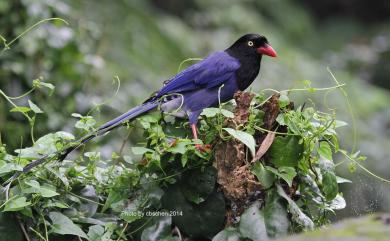 Urocissa caerulea Gould, 1863 臺灣藍鵲