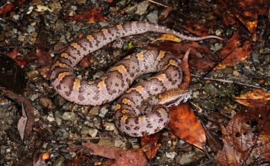 Ovophis monticola makazayazaya (Takahashi, 1922) 瑪家山龜殼花