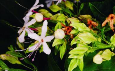 Clerodendrum trichotomum 海州常山